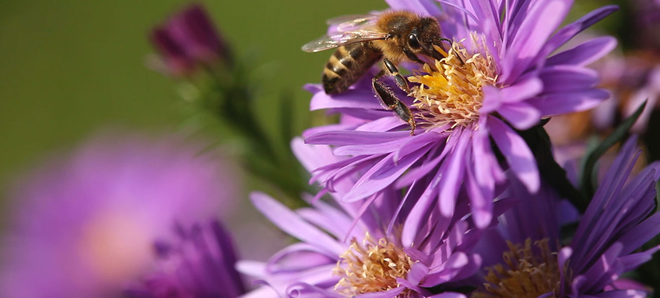 Bee on flower