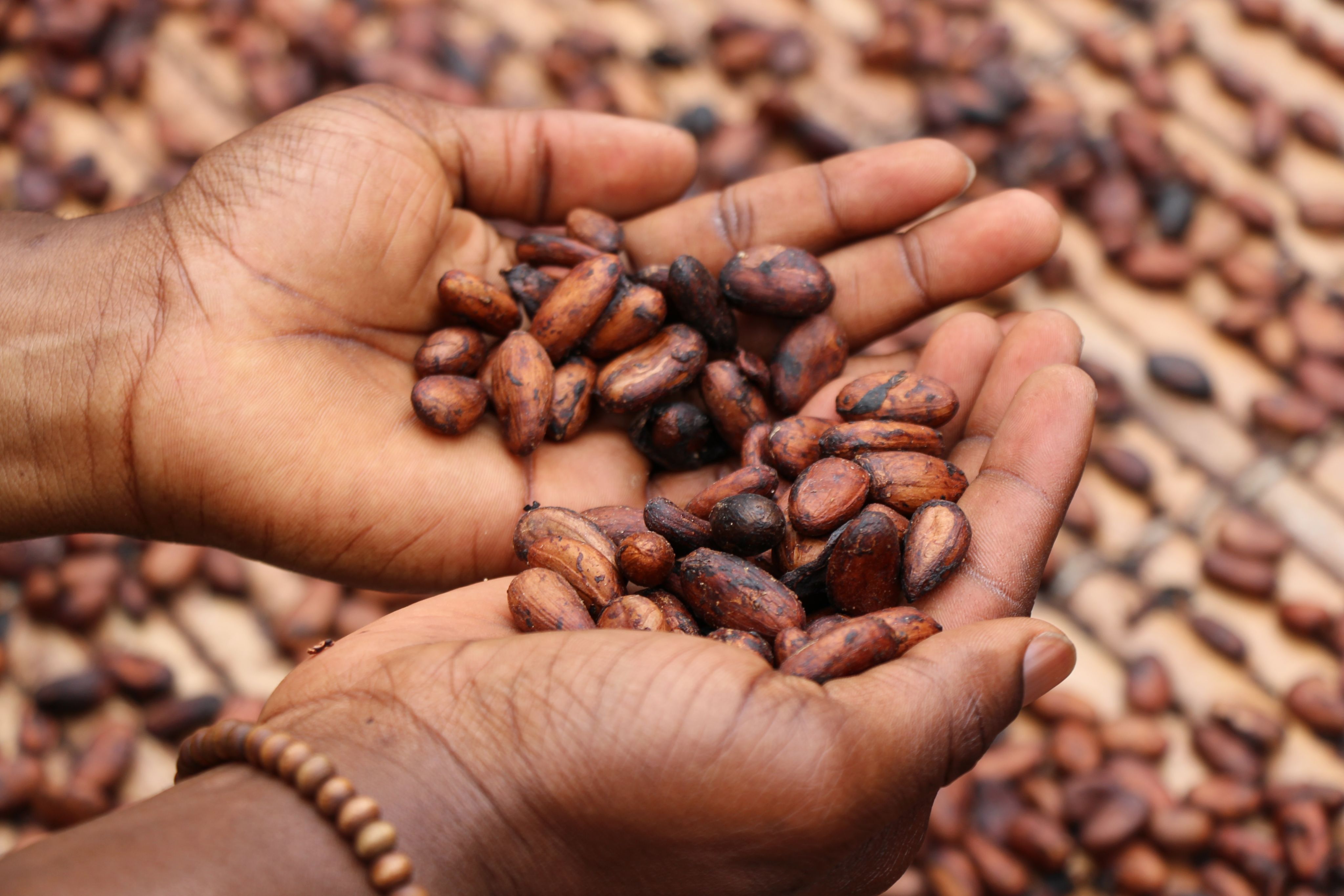 Cocoa Beans in hand