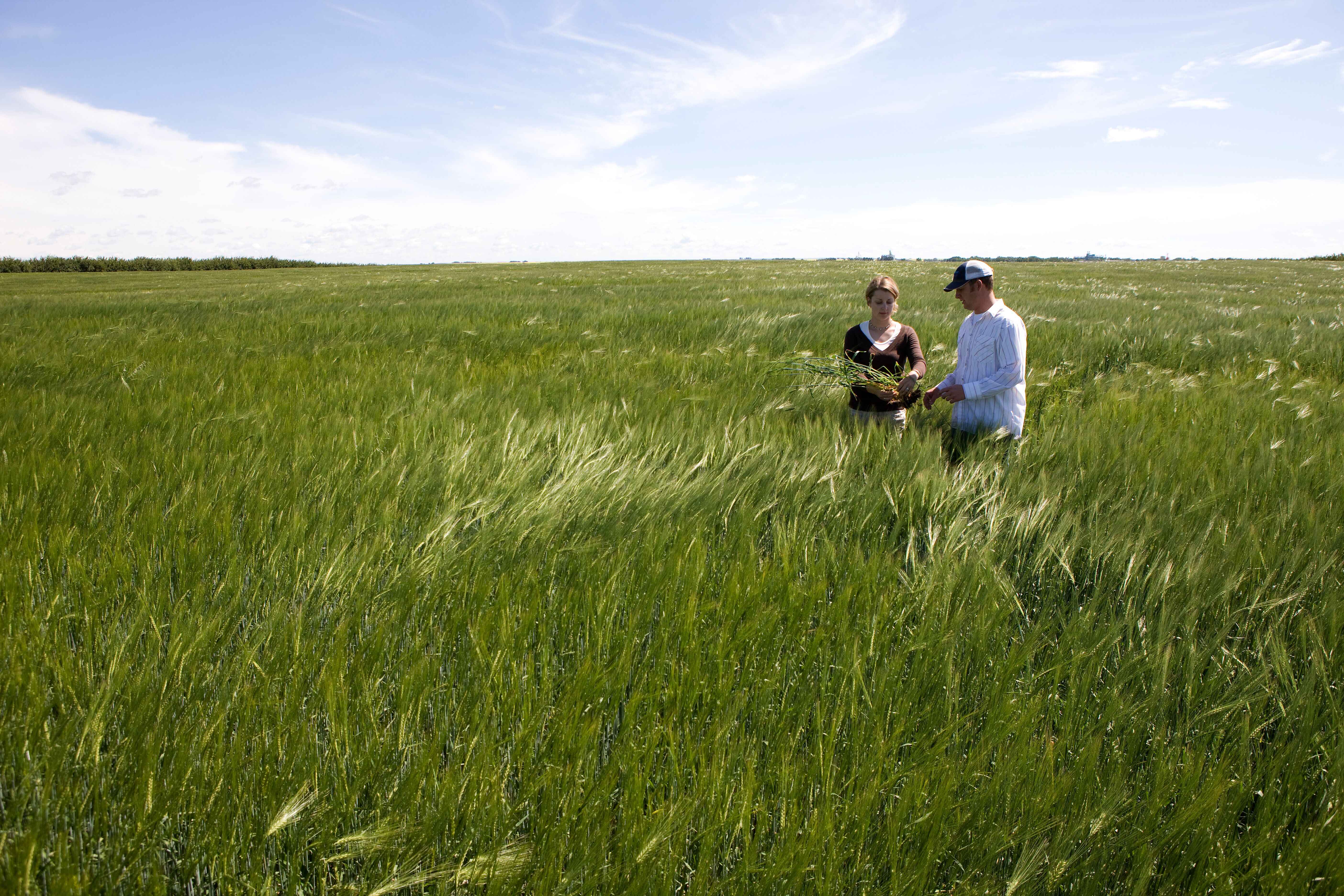 Farmers in barley field