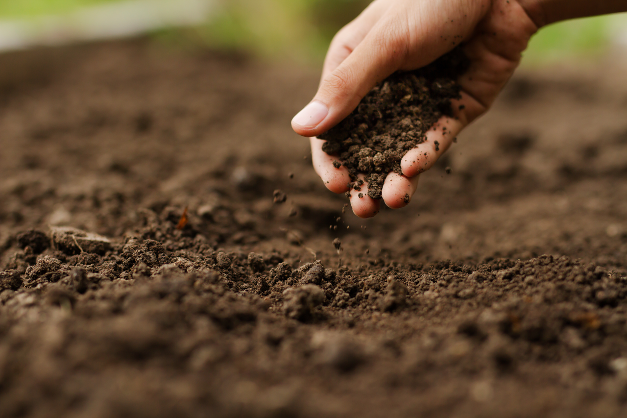 Farmer checking soil health before planting vegetable seeds.