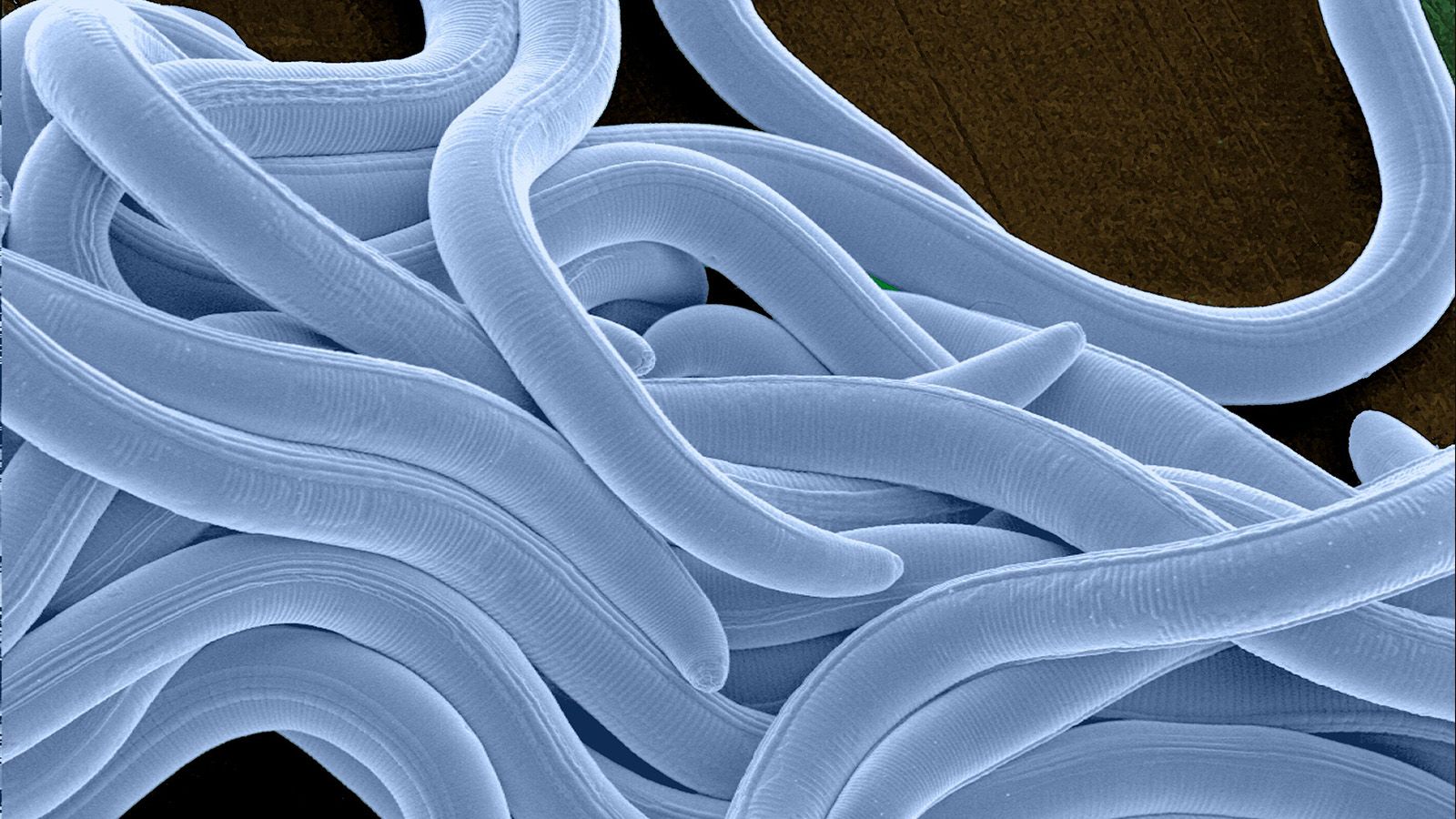 Root knot nematodes