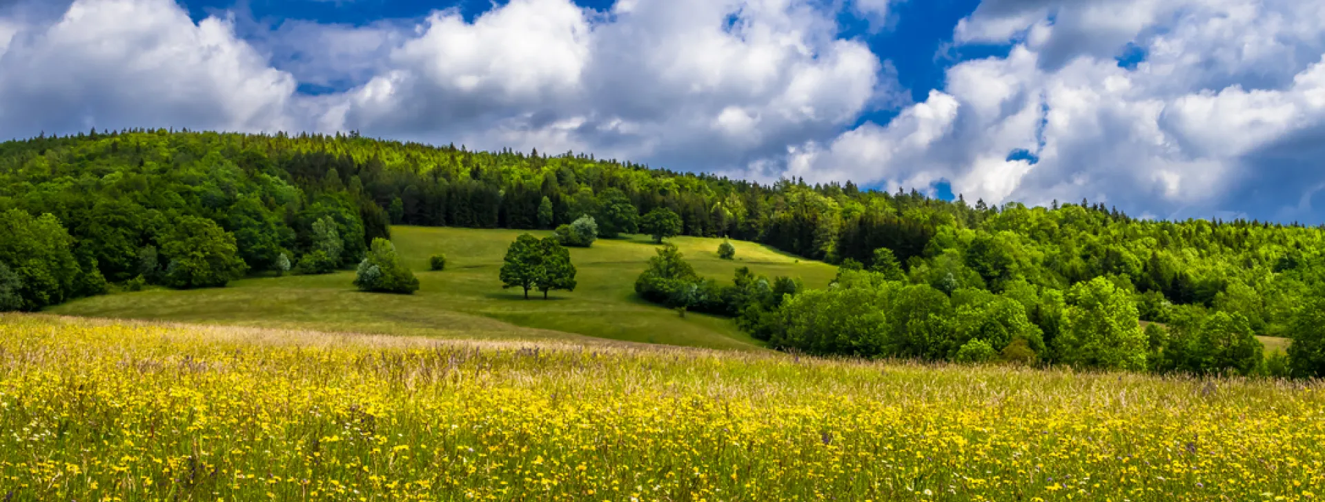 Flower field and trees landscape