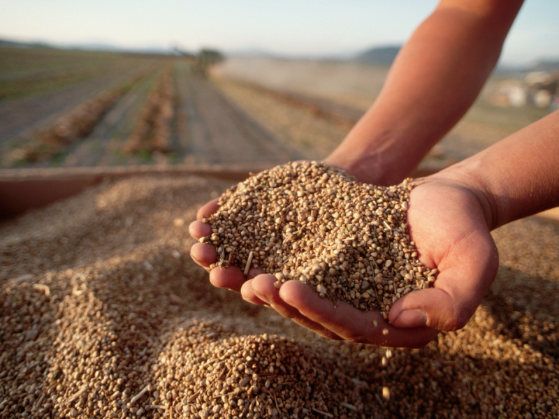 Hands holding spinach seeds