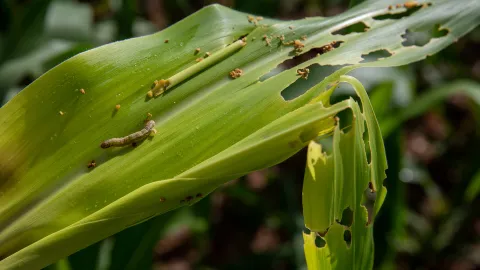 Fall armyworm