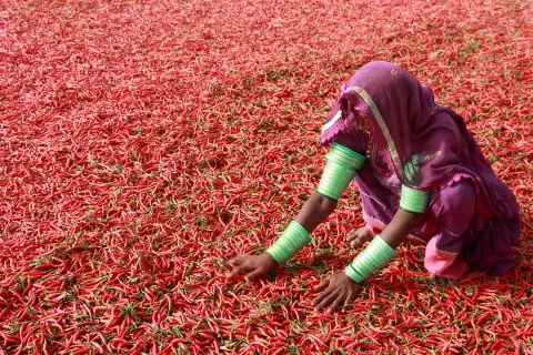 Women spreading peppers to dry