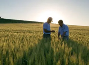 Farmers on field