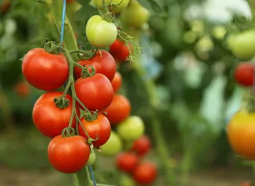 tomatoes