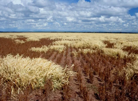 Stressed soybean plants.