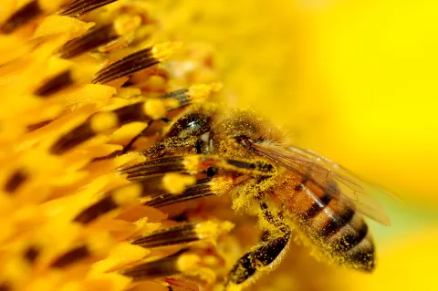 bee on sunflower