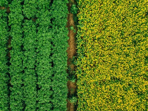 Aerial view of Rows of potato and rapeseed field. Yellow and green agricultural fields in Finland.