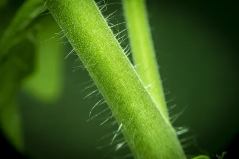 Trunk of a tomato bush at high magnification