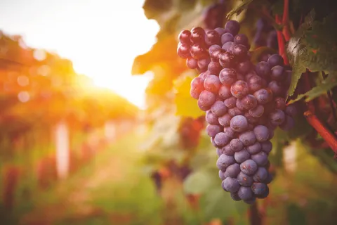 grapes-on-a-branch-with-sunlight-