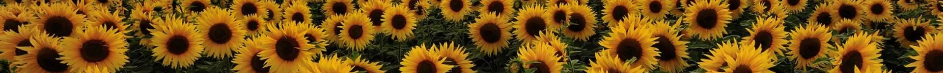 field of sunflowers