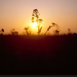 teaser-sunset-plant-horizon