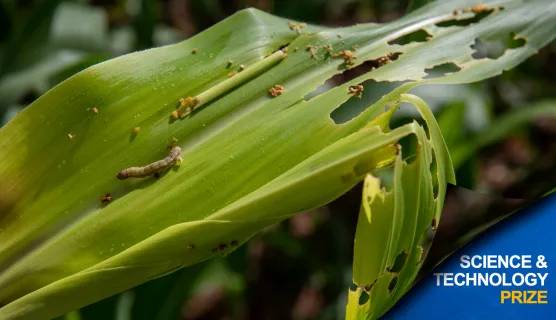 fall armyworm - discover syngenta