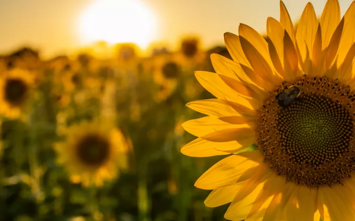 Close-up of a sunflower in a field