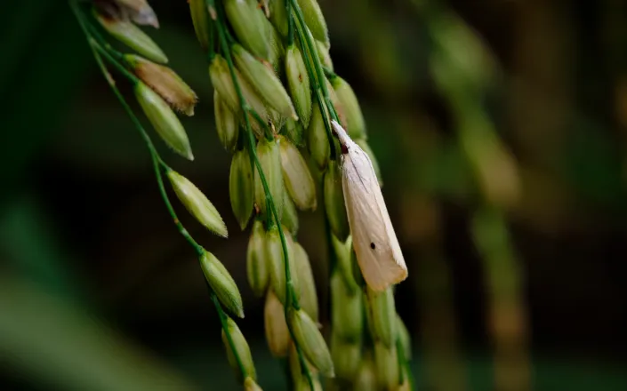 Yellow Stem Borer