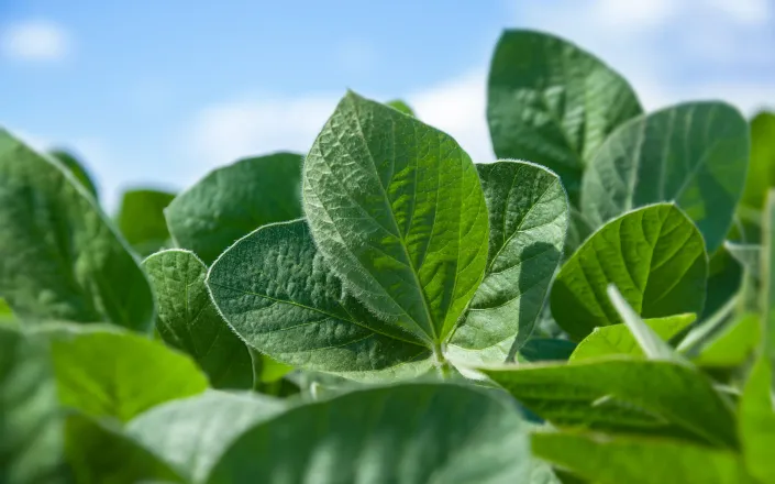 Green leaves of a young green soybean plant on a background of blue sky with clouds. Agricultural plant during active growth and flowering in the field