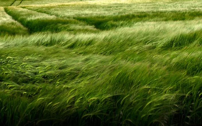 Wheat field