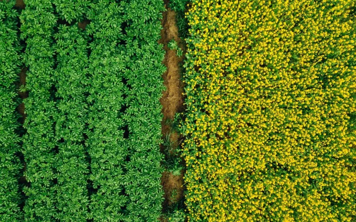 Aerial view of Rows of potato and rapeseed field. Yellow and green agricultural fields in Finland.