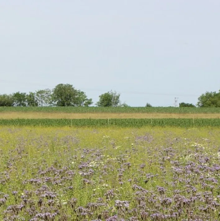 3-pic-purple-field.jpg