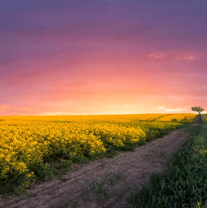 Lone tree growing in a rapeseed field, Jutland, Denmark