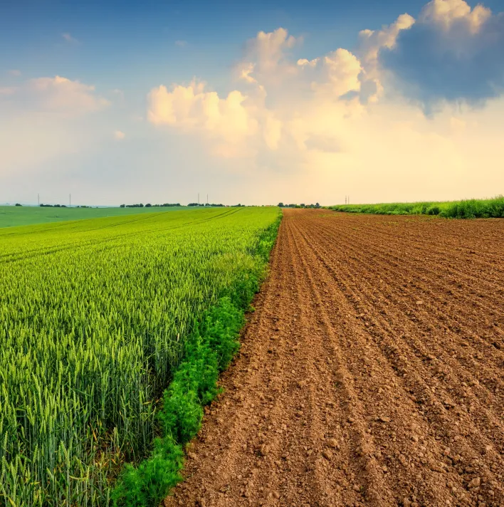 griculture field at sunset, green wheat and soil